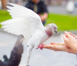 Chiêm bao về chim bồ câu trắng báo hiệu sự thuận lợi trong tình yêu
