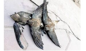 Chiêm bao thấy chim bay vào nhà rồi chết thể hiện sự không may mắn