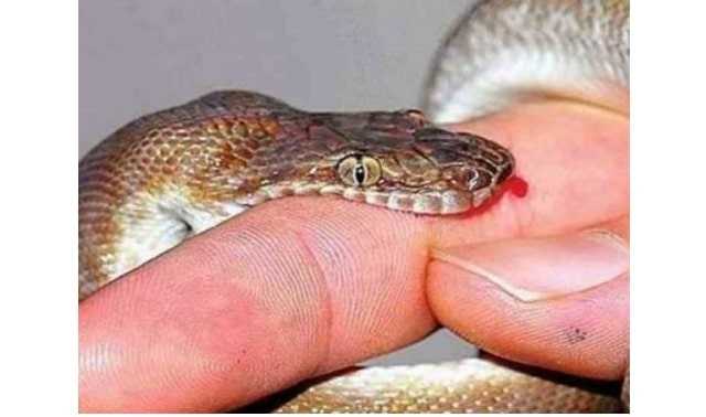 Mơ thấy rắn cắn đánh con gì? là điềm tốt hay xấu?